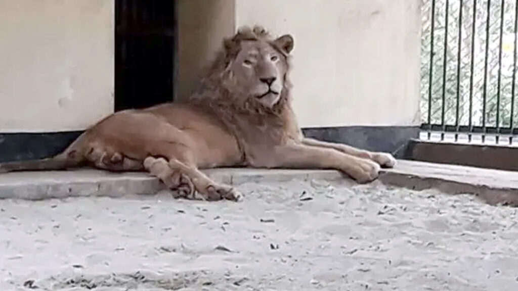 মিরপুর চিড়িয়াখানার খাঁচা থেকে বেরিয়ে গেল সিংহ