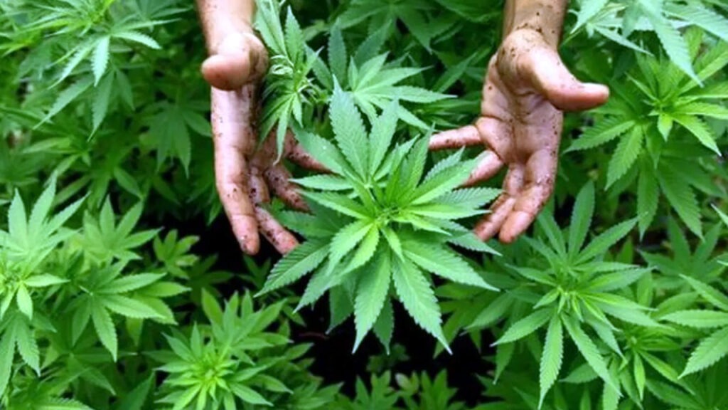 দেশে গাঁজা সেবনকারীর সংখ্যা প্রায় ৬১ লাখ