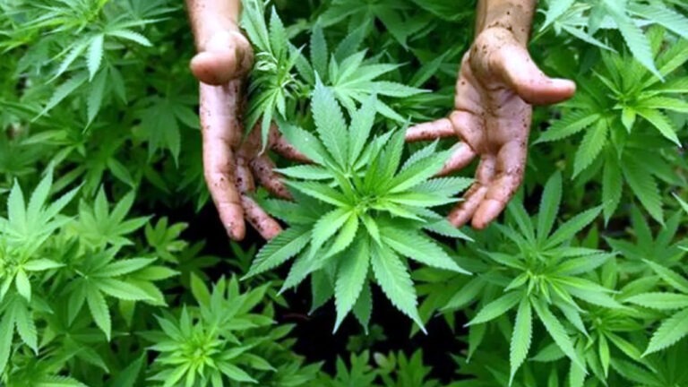 দেশে গাঁজা সেবনকারীর সংখ্যা প্রায় ৬১ লাখ