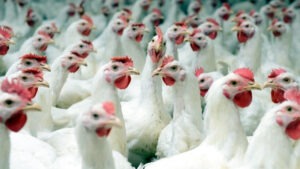 প্যারেন্ট স্টক আমদানিতে শর্তারোপ, উদ্বেগ খামারিদের