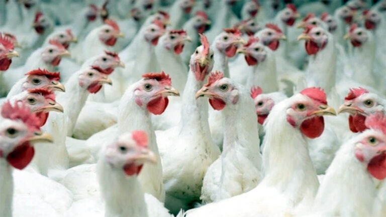 প্যারেন্ট স্টক আমদানিতে শর্তারোপ, উদ্বেগ খামারিদের