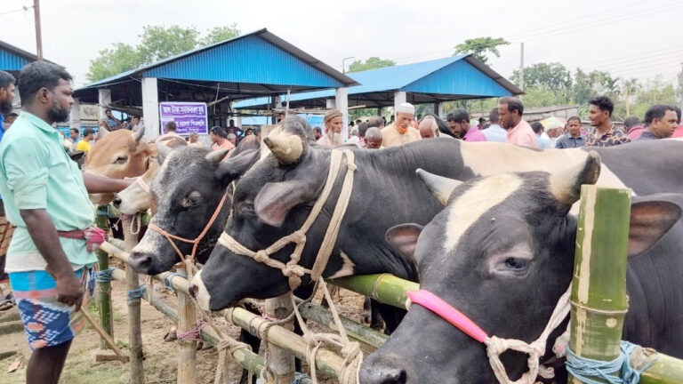 সেতাবগঞ্জ পশুর হাটে বাড়ছে বেচাকেনা, নিরাপত্তায় কড়া নজরদারি