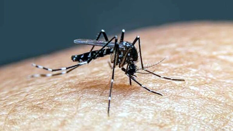 ডেঙ্গুতে আরও পাঁচ মৃত্যু